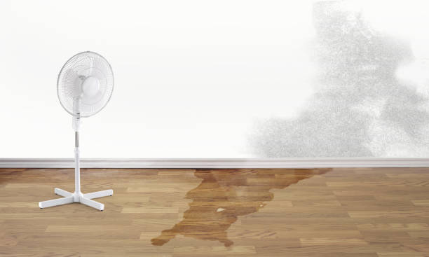 Best Water damage restoration process  in Las Lomas, TX